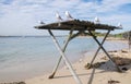 Sea Gulls on Wooden Shelter Royalty Free Stock Photo