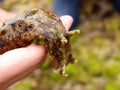 A sea hare Royalty Free Stock Photo
