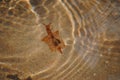 Sea Hare