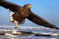 Sea hawk Royalty Free Stock Photo