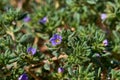 Sea heath, Frankenia pulverulenta L. Growing wild in West Central Texas