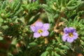 Sea heath, Frankenia pulverulenta L. Growing wild in West Central Texas