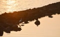 Sea heron bird standing on rock and finding for food in sunset Royalty Free Stock Photo