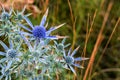 Blue Eryngium planum or Sea holly thistles. Blue Eryngo flowers