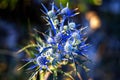 Blue Eryngium planum or Sea holly thistles. Blue Eryngo flowers