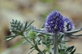 Sea Holly Blue Eryngo