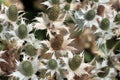 Sea Holly (Eryngium)