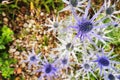 Sea Holly, Eryngium flower Royalty Free Stock Photo