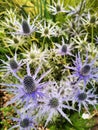 Sea Holly, Eryngium flower Royalty Free Stock Photo