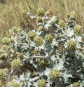 Sea Holly, Eryngium maritimum Royalty Free Stock Photo