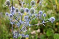 Sea Holly Eryngium purple-blue plant in the summer meadow