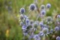 Sea Holly Eryngium purple-blue plant in the summer meadow