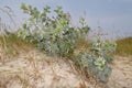 Sea holly or Seaside eryngo Royalty Free Stock Photo