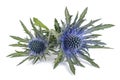 Sea holly thistles