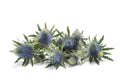 Sea holly thistle