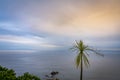 Sea and horizon and tatty cabbage tree Royalty Free Stock Photo