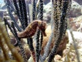 Sea Horse Royalty Free Stock Photo