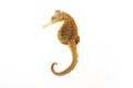 Sea horse Royalty Free Stock Photo