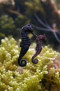 Sea Horse Royalty Free Stock Photo