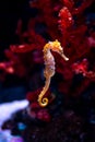 Sea horse in aquarium. These seahorses live in the warm seas around Indonesia, Philippines and Malaysia