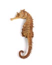 Sea Horse (with clipping path) Royalty Free Stock Photo