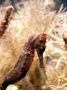 Sea Horse close-up Royalty Free Stock Photo