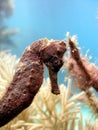 Sea Horse close up Royalty Free Stock Photo