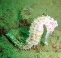 Sea Horse in the Coral Reef Royalty Free Stock Photo