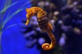 Sea Horse Royalty Free Stock Photo