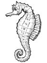 Sea horse