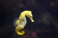 Sea Horse Hippocampus hippocampus