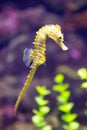 Sea Horse Hippocampus hippocampus