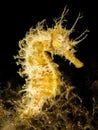 Sea horse hippocampus in natural habitat