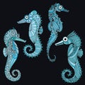 Sea horse illustration