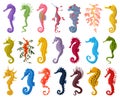 Sea horse isolated cartoon set icon. Vector cartoon set icon seahorse. Vector illustration sea horse on white background Royalty Free Stock Photo