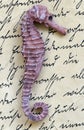 Sea horse on letter Royalty Free Stock Photo