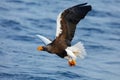 Sea hunter. Eagle flying above the sea. Beautiful Steller`s sea eagle, Haliaeetus pelagicus, flying bird of prey, with blue sea wa