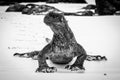 Sea iguana Royalty Free Stock Photo