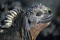 Sea-Iguana, Galapagos Royalty Free Stock Photo