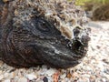 sea iguana Royalty Free Stock Photo