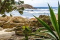 The sea and its waves seen through the vegetation in the Trindade rainforest