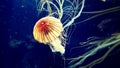 Sea Jelly Japanese sea nettle
