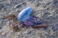 The blue jellyfish is thrown ashore along with algae