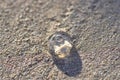 A small transparent jellyfish on the background of sand glows in