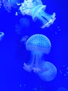 Sea jellyfish image