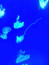 Sea jellyfish image