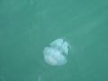 The jellyfish is sunbathing under the sun.