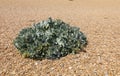 Sea kale at Aldeburgh beach Royalty Free Stock Photo