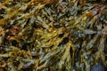 Sea Kale. Background texture of canned seaweed snack closeup. Macro photo spicy food with sea kale in marinade, carrot