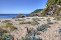 Sea Kale, Cornwall coastline, England Royalty Free Stock Photo